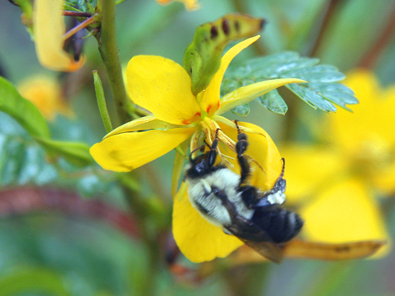 !!!!chamaecrista-w-bee3