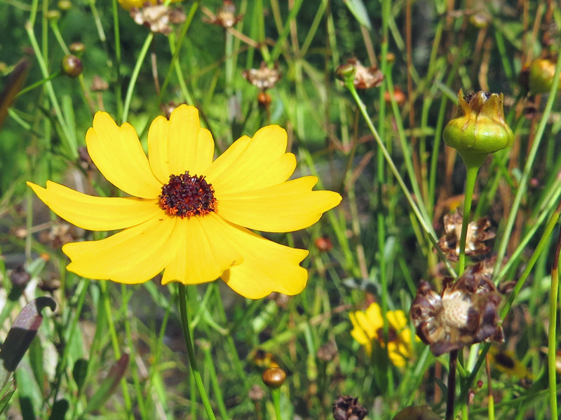 !!coreopsis-at-ah