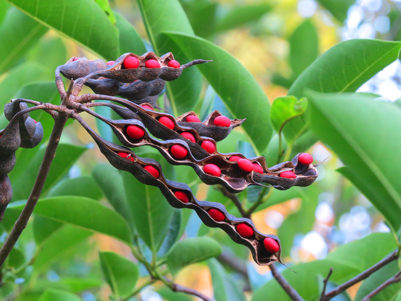 !!!!erythrina-herbacaea-seeds---kendrick-yard-2015