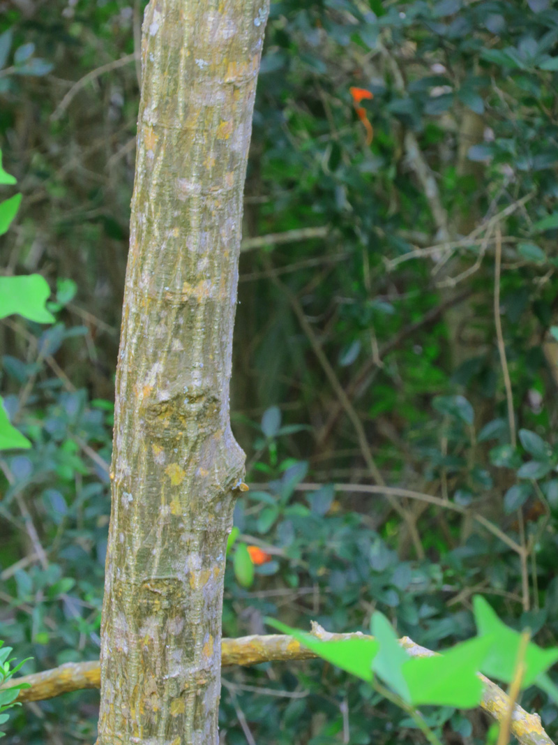 !!!!erythrina-herbacea-truck-@-kendricks