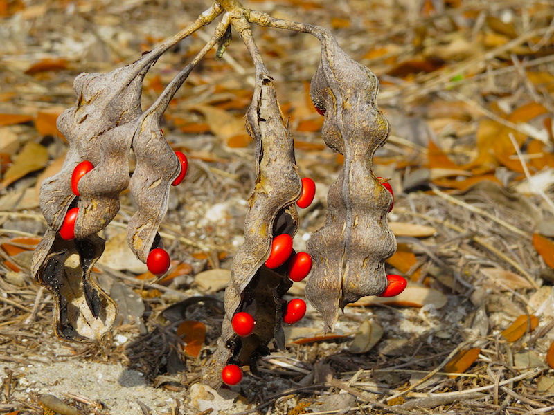 !!!!erythrina pod at abs on 3-22-15 copy