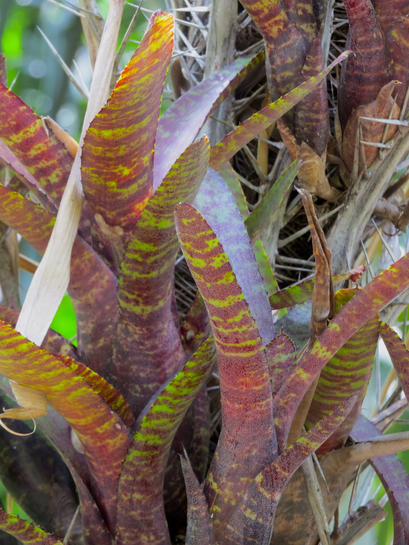 exotic broeliad4 copy