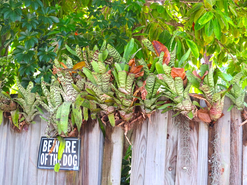 exotic bromeliads on fence copy