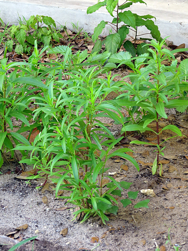 !!!!flaveria-linearis-near-volunteer-office