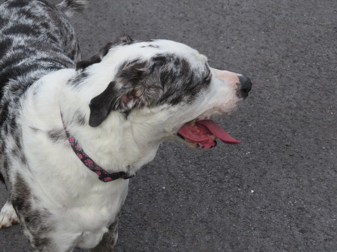 !pepper on 6-13-15 @ AH planting day copy