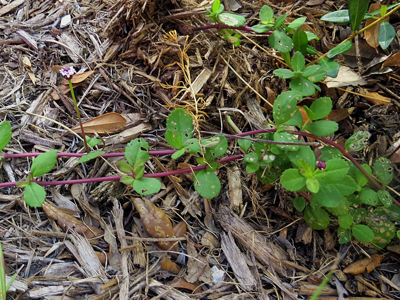 !!!!phyla-notatum-w-leaves