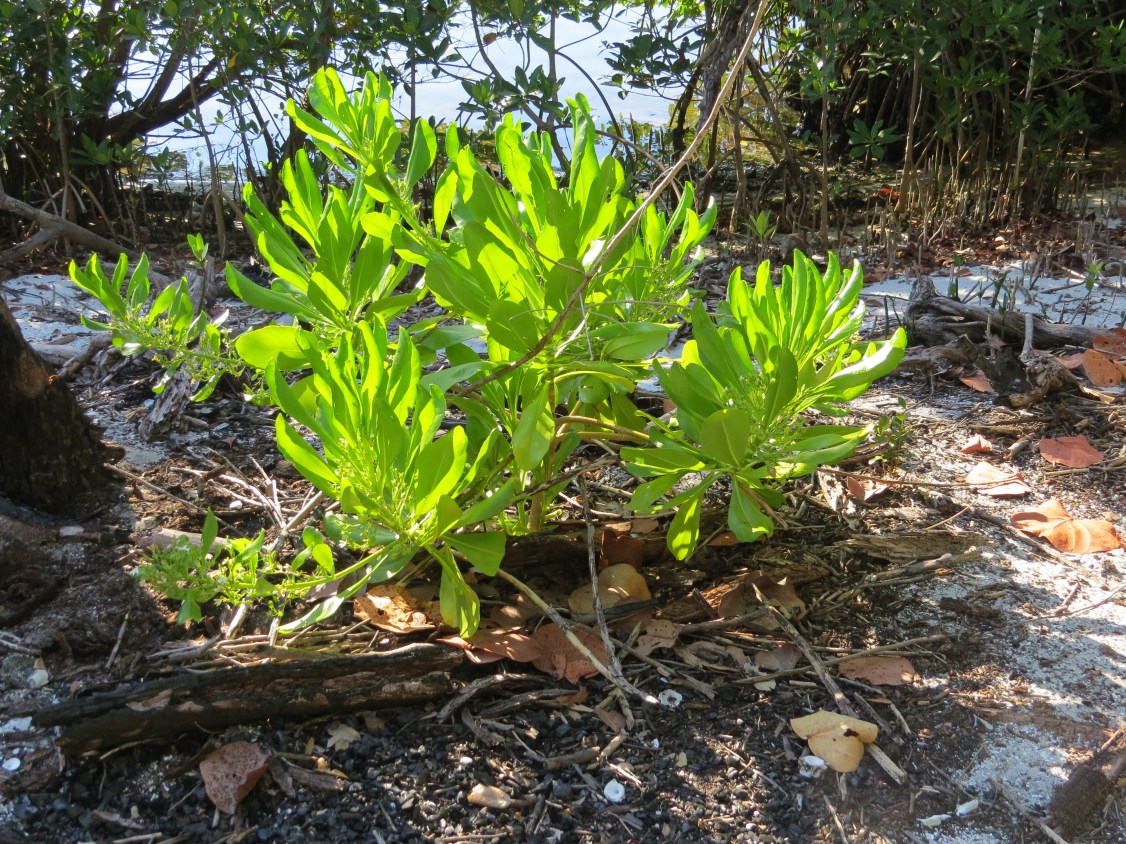 scaeviolda taccada copy