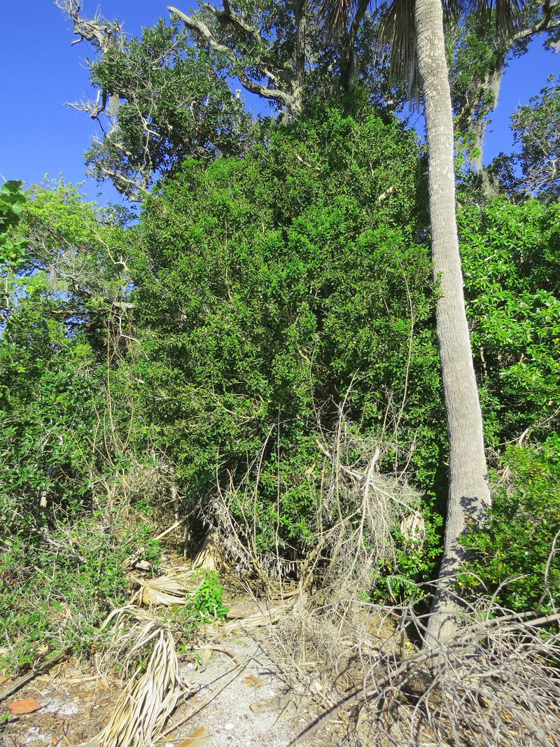 !!!!!schoepfia-full-size