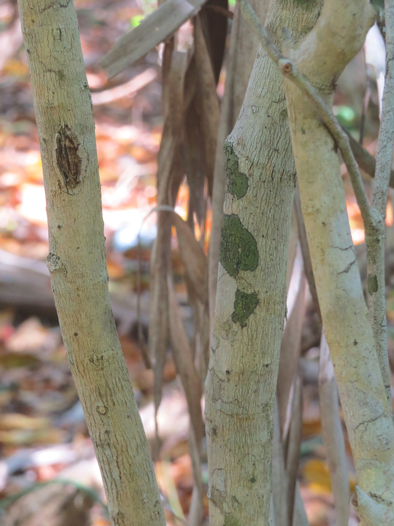 !!!!schoepfia-trunk2