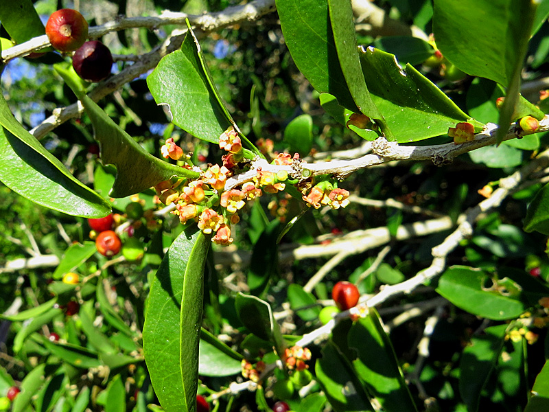 !!!!schopefia-flowers