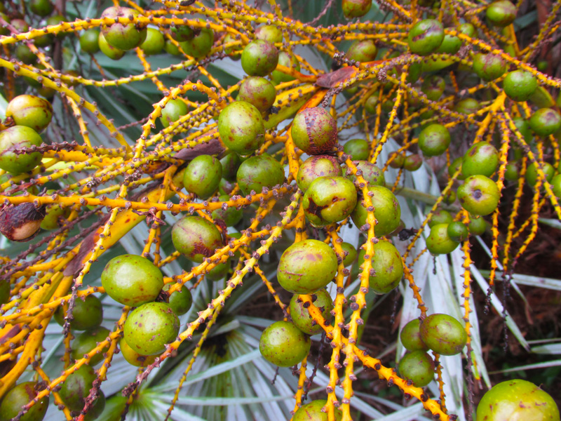 serenoa-repens-fruits-unripe
