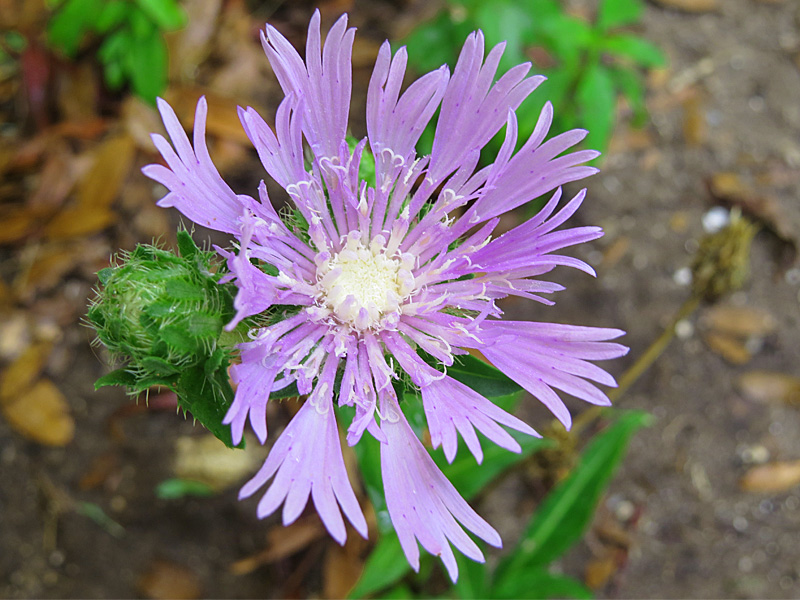 !!!!stoeksia-laevis-by-bob-montanaro-at-ah