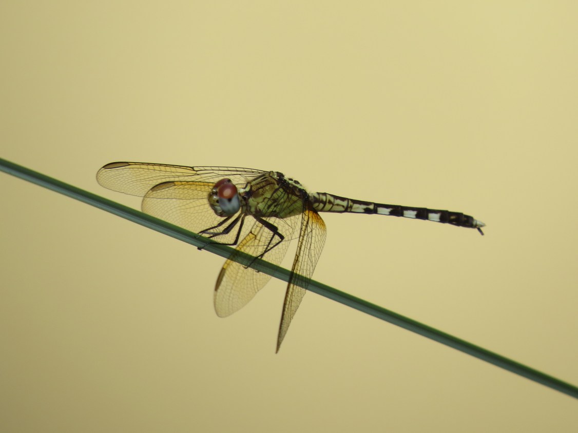 band-winged dragonlet3