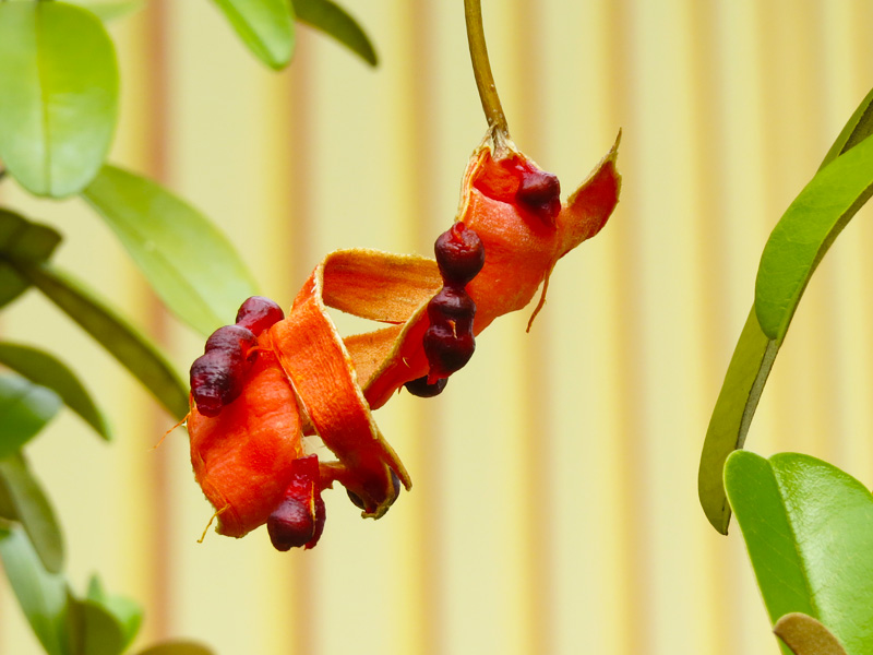 !!!!capparis-jamaicensis-open-pod