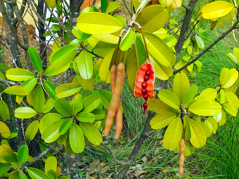 !!!!capparis-jamaicensis-open-&-unopen-pod