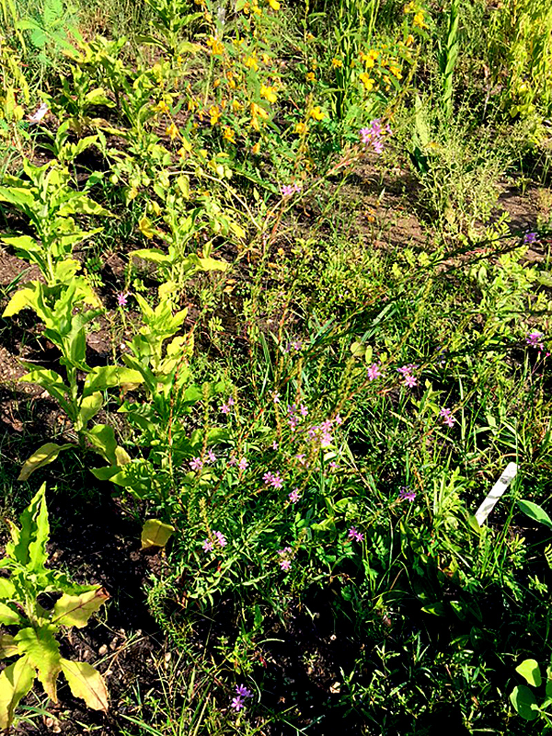 !!!!lythrum-alatum-habit