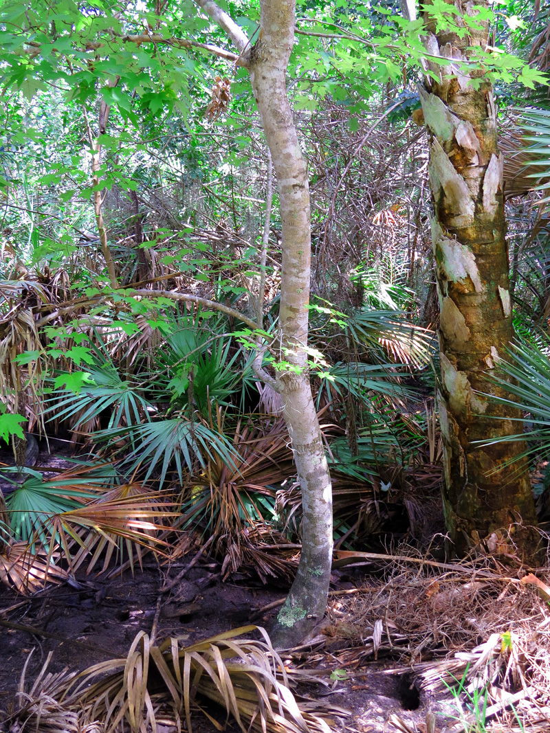 !!!!acer-rubrum-trunk-@-fmel1