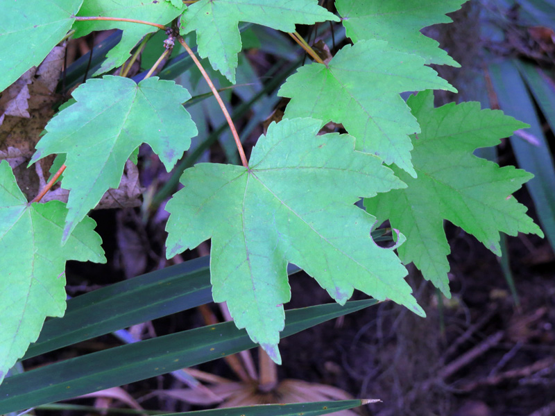 !!!!-leaves-of-acer-rubrum-@-fmel