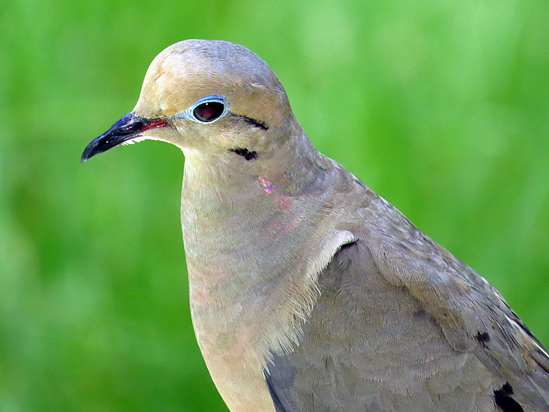 !!!!mounrng-dove-looking-down