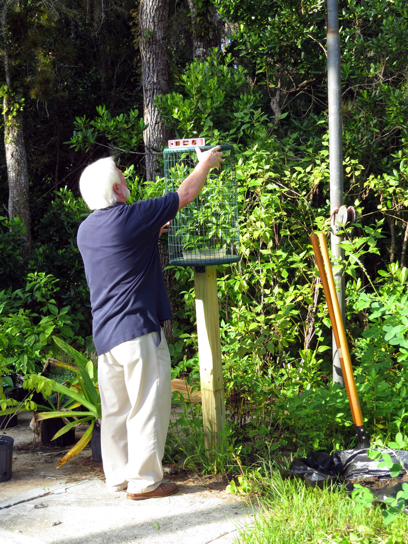!!!!painted-bunting-feeder-w-jr-williams