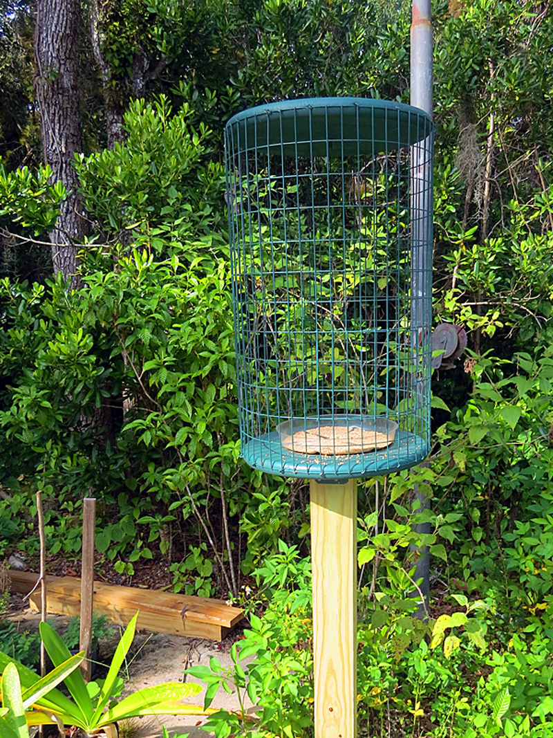 !!!!painted-bunting-feeder1