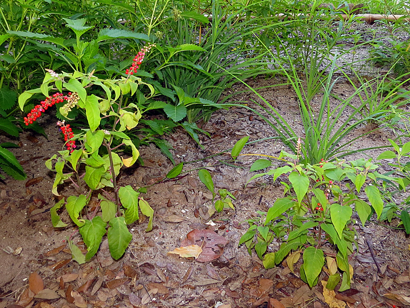 !!!!rivina-humilis-in-ah-bed