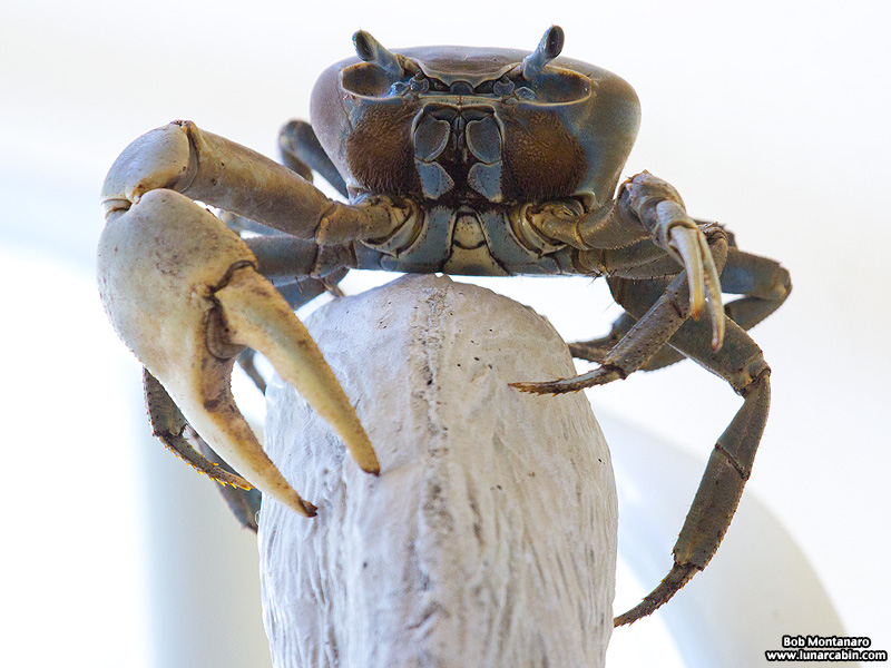 AH_land_crab_150831_6