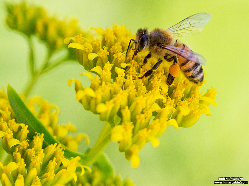 bee on flaveria linearis