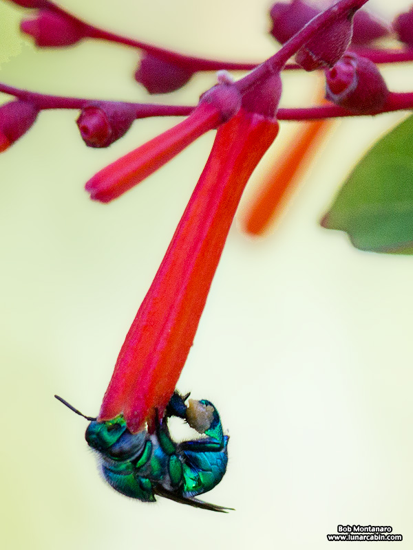 bee on hamelia patens