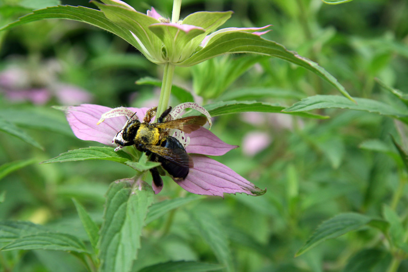 !!!!capnter-bee-on-monarda2