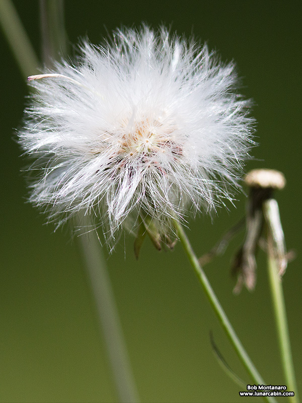 Emilia sonchiflora seed head by bob montanaro