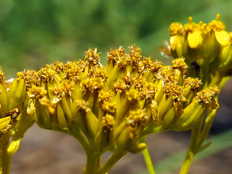 !!!!flaveria-closeup