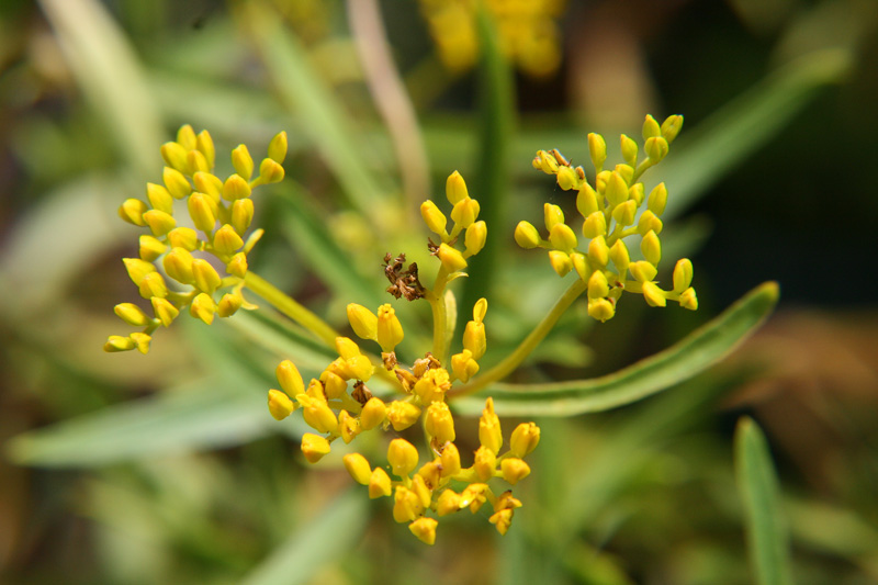 !!!!flaveria-linearis-(4)