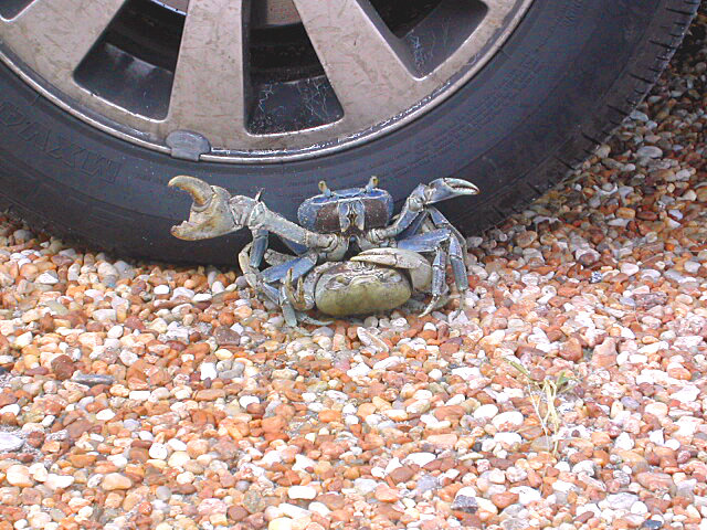 !land-crab-DSCN1775