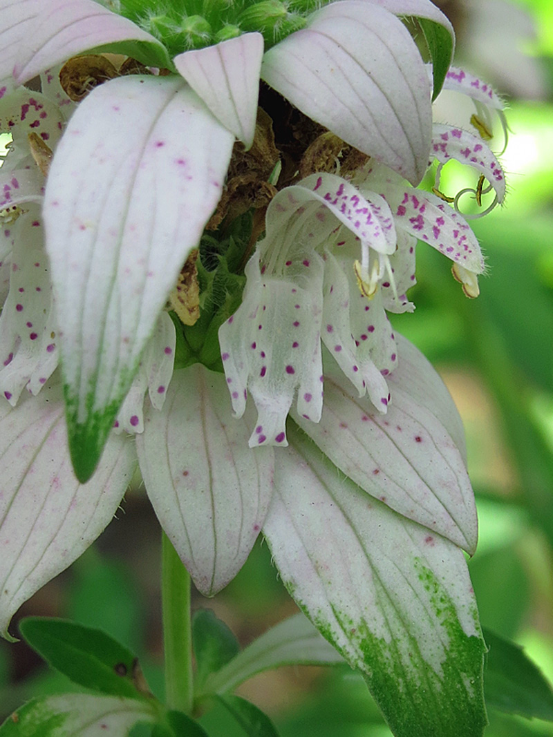 !!!!monarda-punctata-flower-closeup