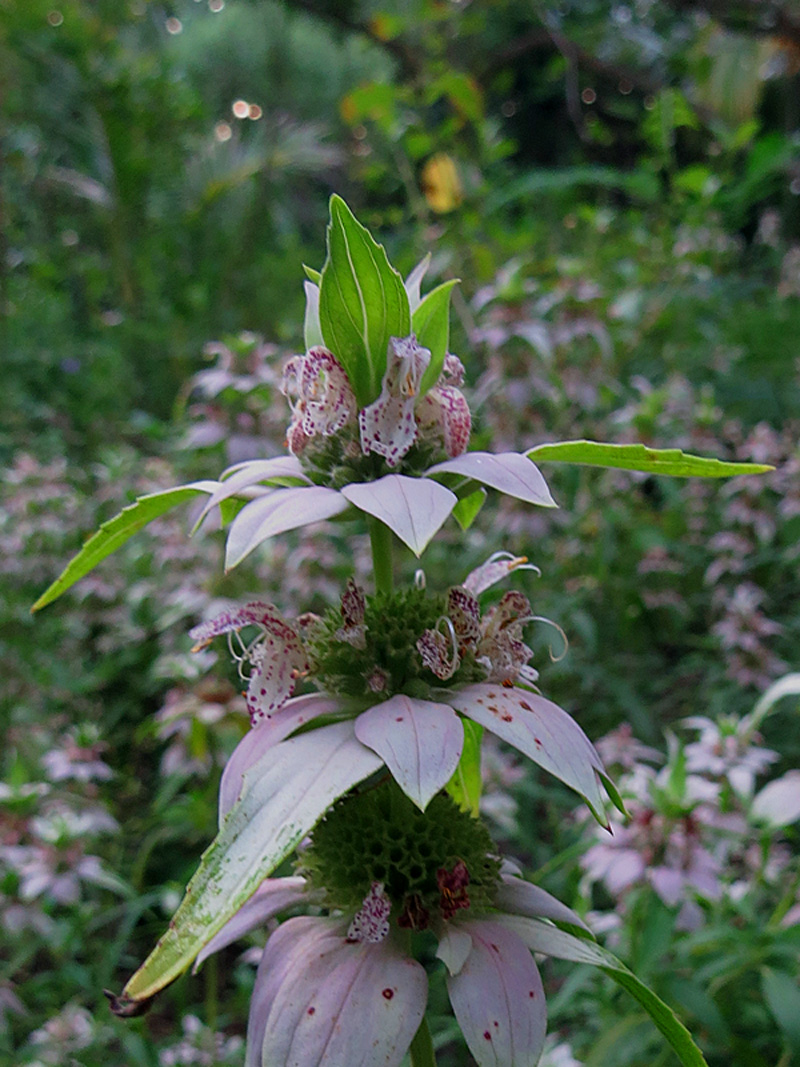 !!!!monarda-punctata---pinkish