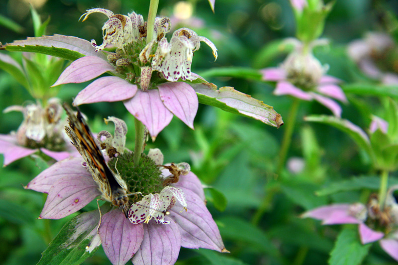 !!!!painted-lady-on-monarda-looking-at-you