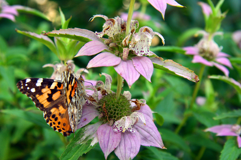 !!!!painted-lady-on-monarda-punctata4