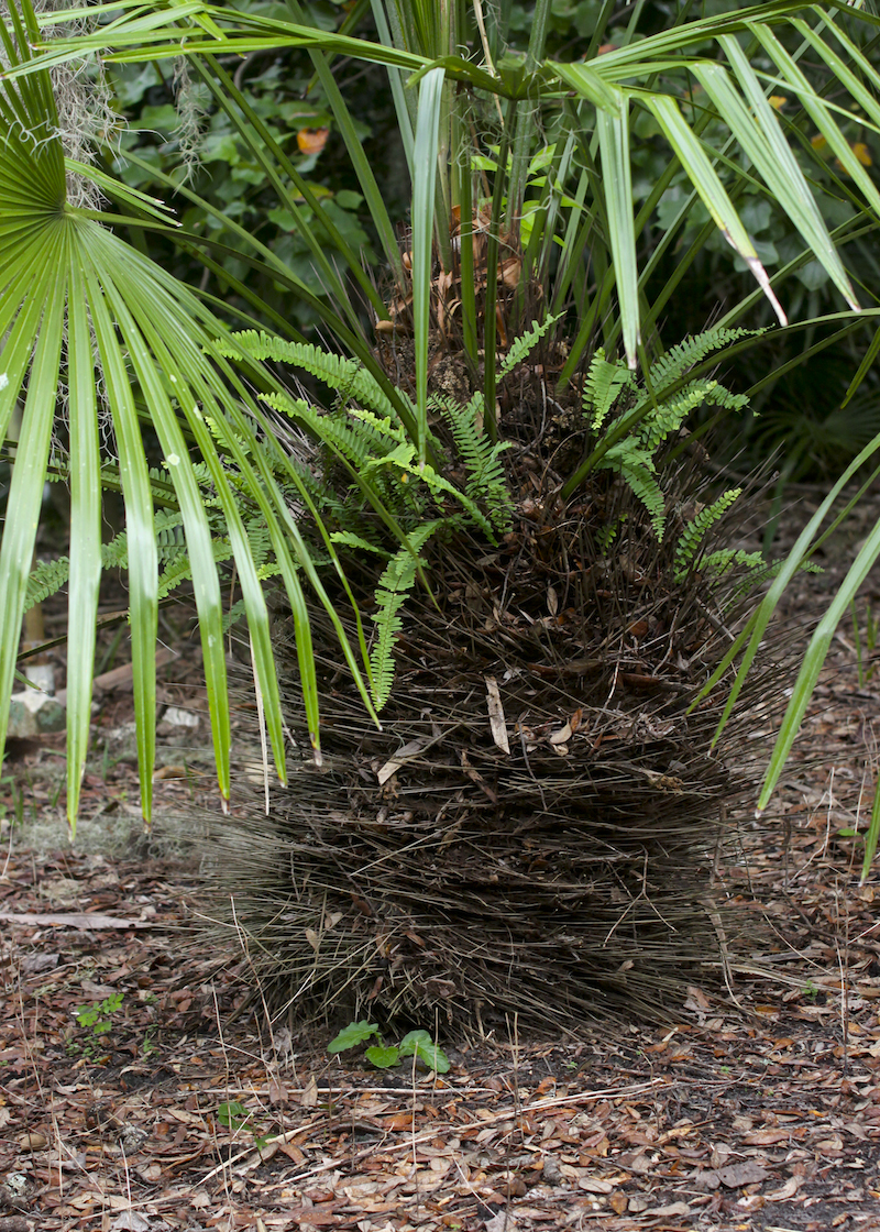 !!!!rhapidophyllum hytrix copy