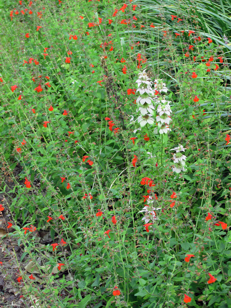 !!!!salvia-coccinea-&-monarda-@-mw
