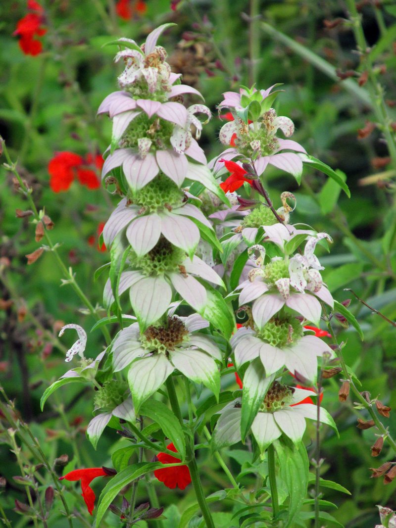 !!!!salvia-coccinea-&-monarda-@-mw4
