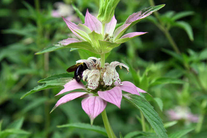 !!!!shiney-hiney-on-carpenter-bee-on-monarda