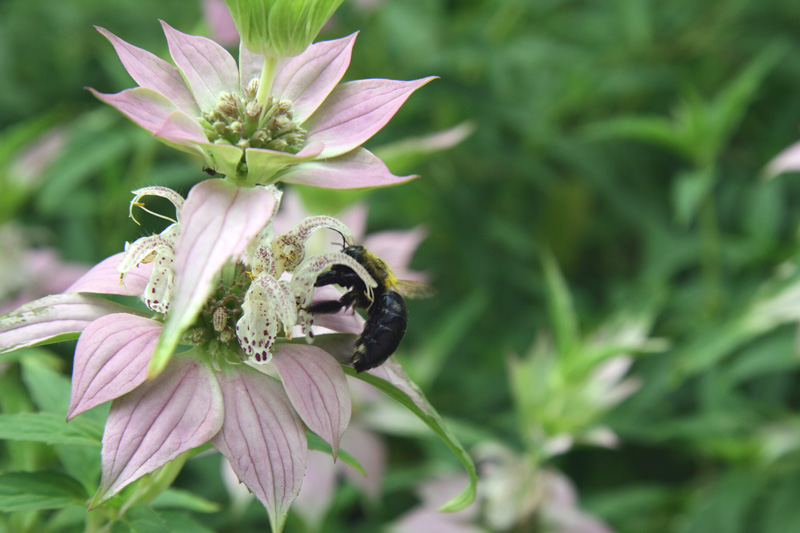 !!!!strong-legged-carpenter-bee-on-monarda