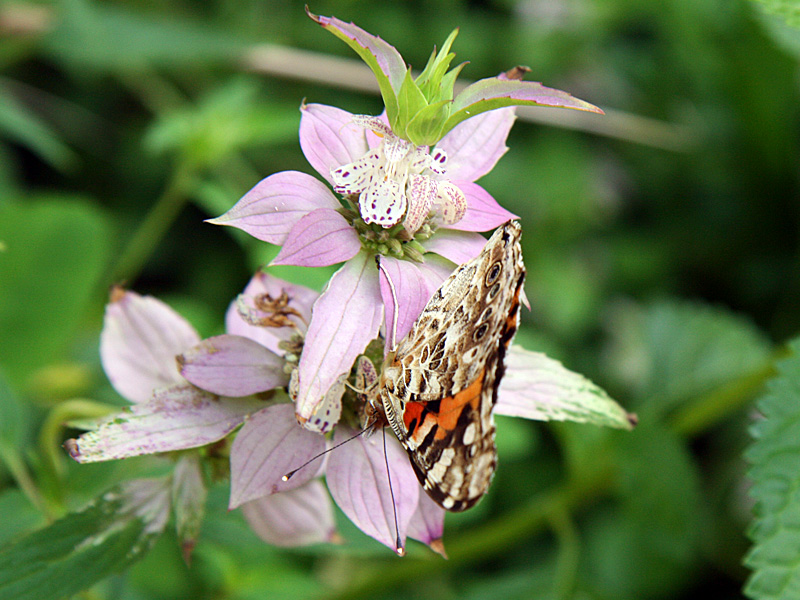 !!!!upside-down-painted-lady-on-monarda