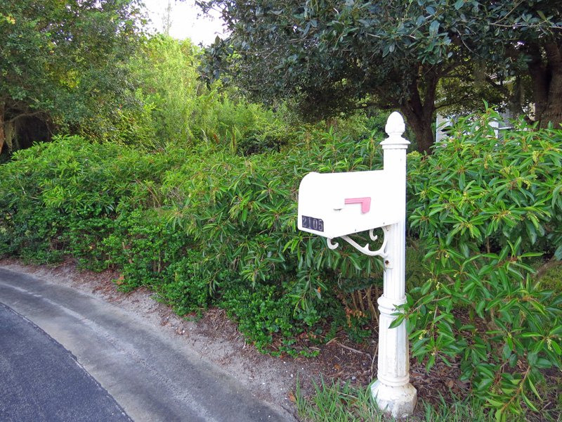 !!!!citharexlum-hedge-&-mailbox