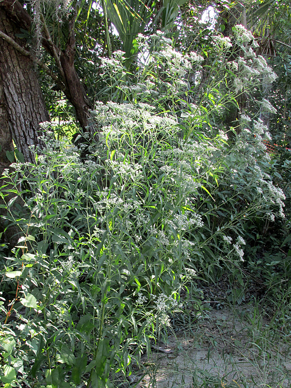 !eupatorium-serotinum-at-AH