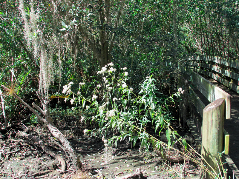 !eupatorium-serotinum-by-wetland-crossover