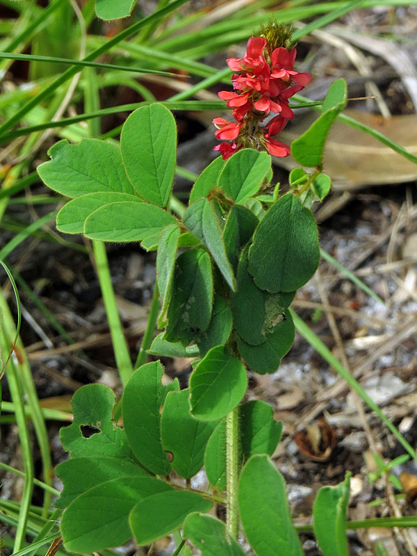 !!!!indigofra-spicata