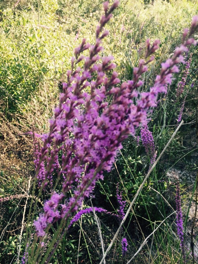 liatris at sorca1 by kg2
