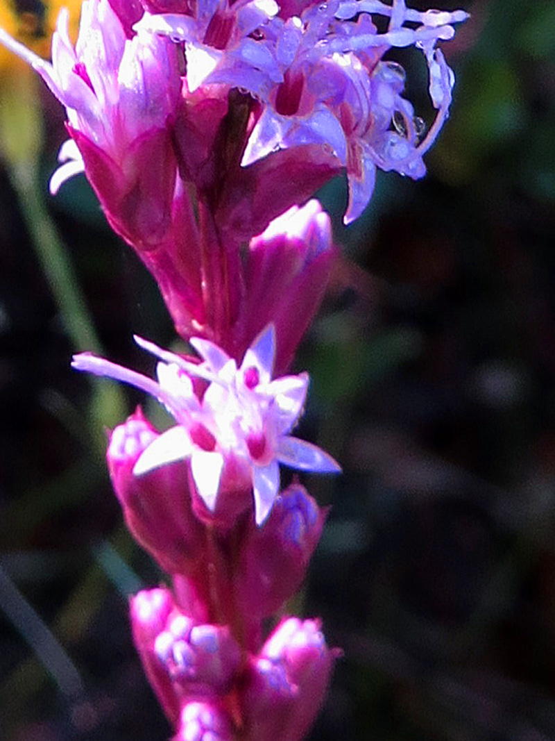 !!!!liatris-gracilis-closeup